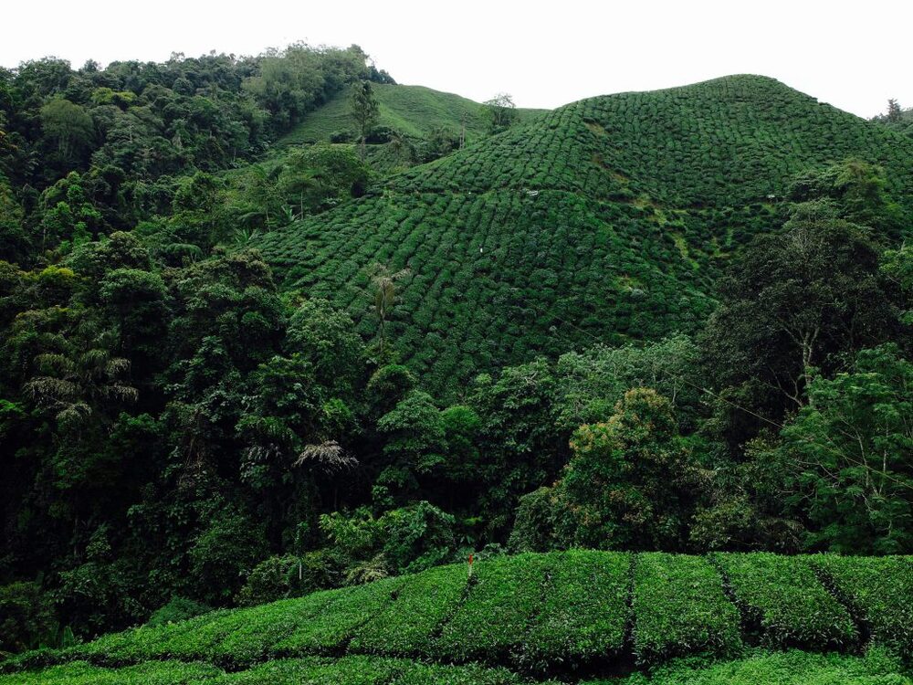 Landscape header placeholder