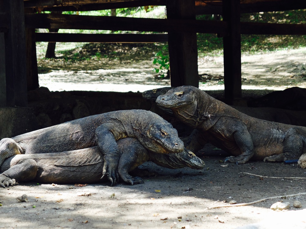 Flores; Labuanbajo; Rinca en Komodo trip header