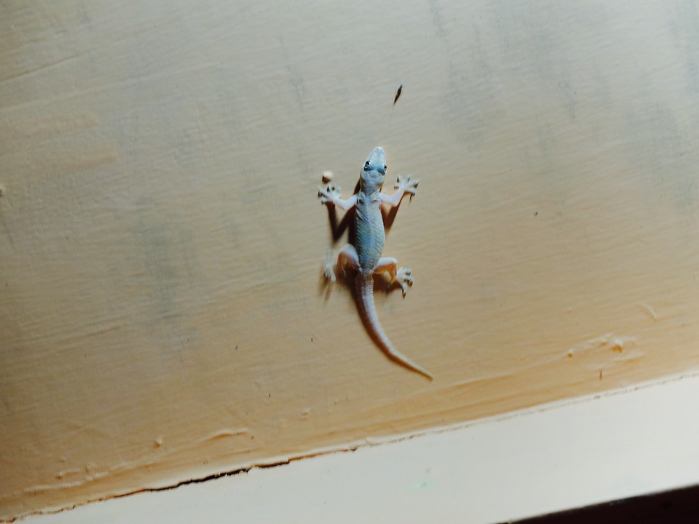 Lombok Gili Air Gili T en Sanur header