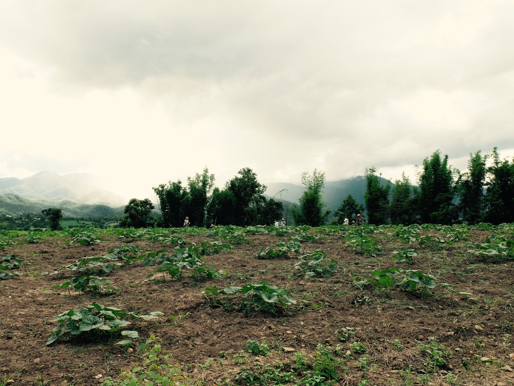 Landscape header placeholder